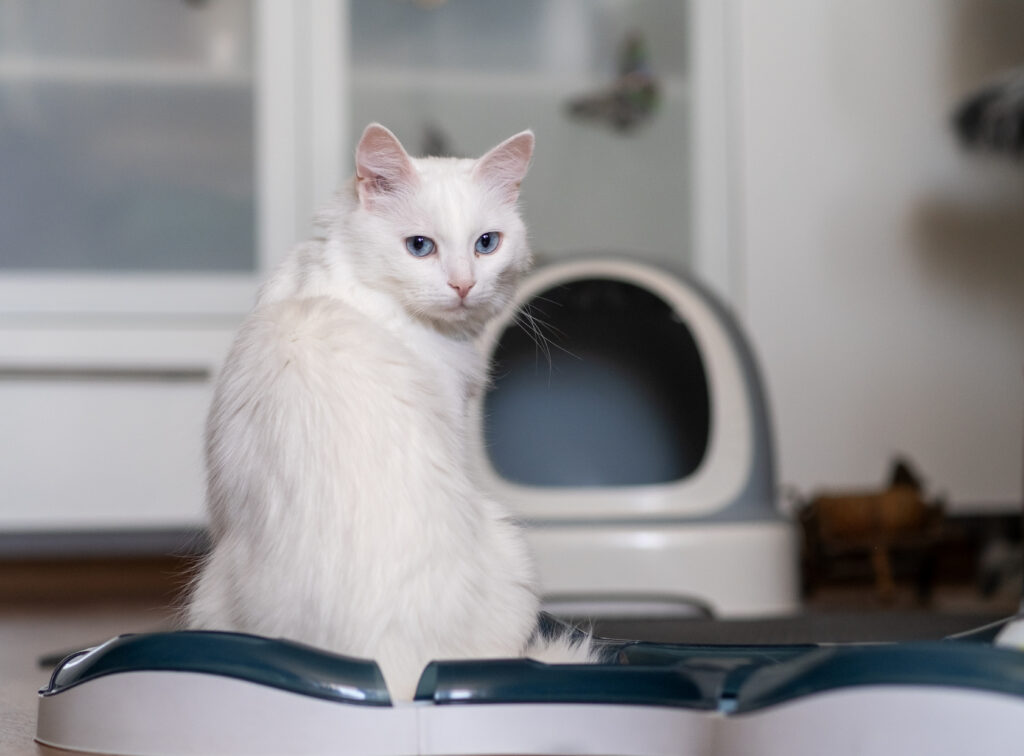 Katze sitzt vor Katzenklo und blickt neugierig in die Kamera