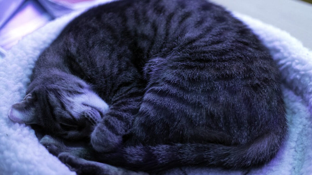 Katze schläft im Körbchen