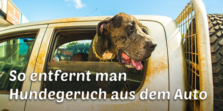 Hundegeruch Aus Dem Auto Entfernen - spezialreiniger24