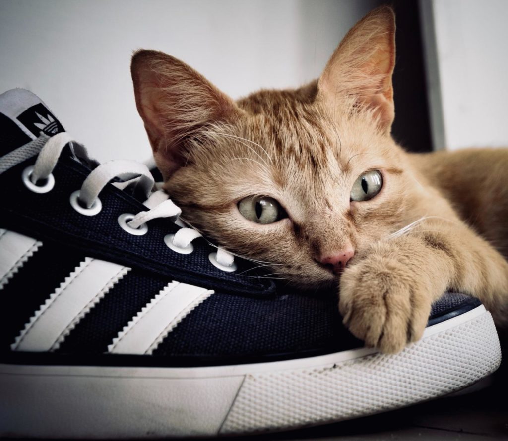 Katzenurin entfernen so geht es richtig spezialreiniger24 Wissen