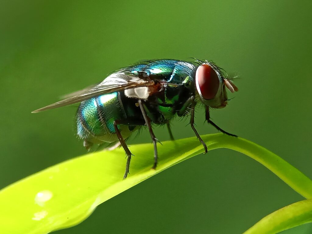 Fliege sitzt auf Blatt