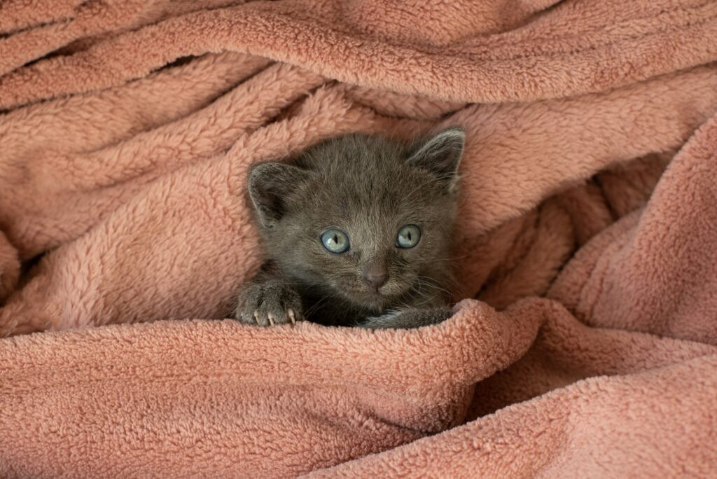 Graue Babykatze in Handtuch eingewickelt