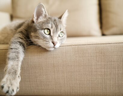 katze couch
