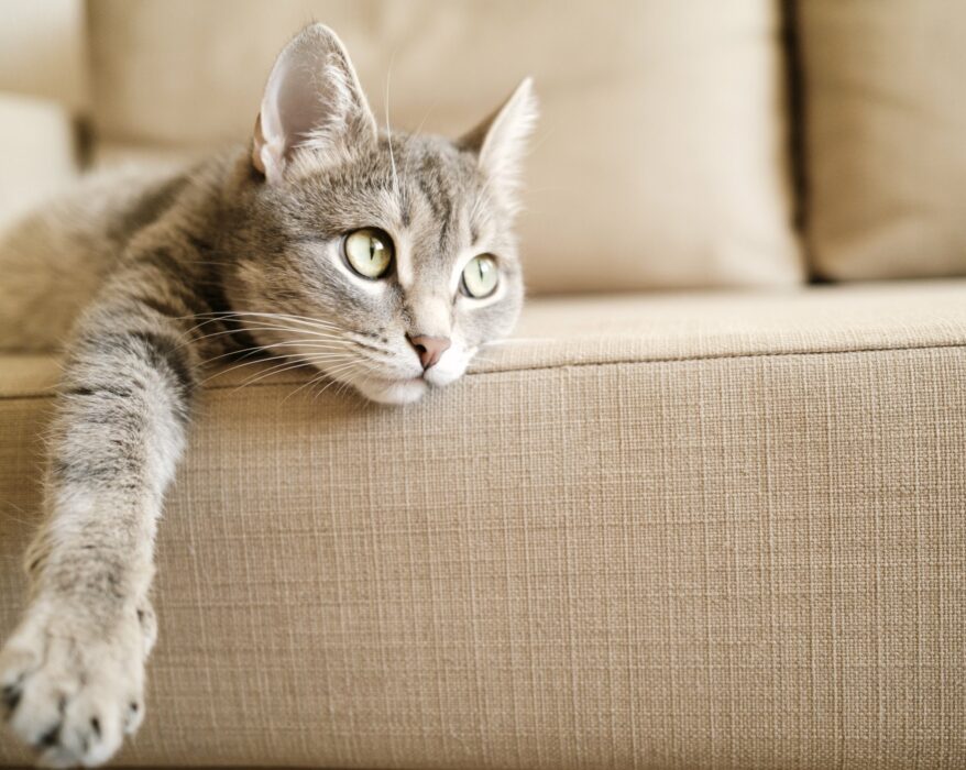 katze couch