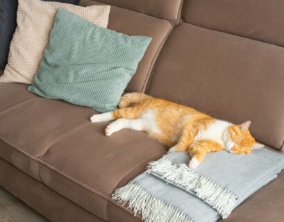 Katze liegt auf der Couch