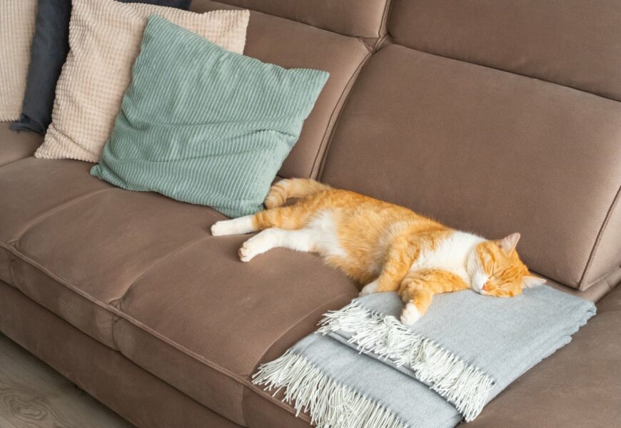 Katze liegt auf der Couch